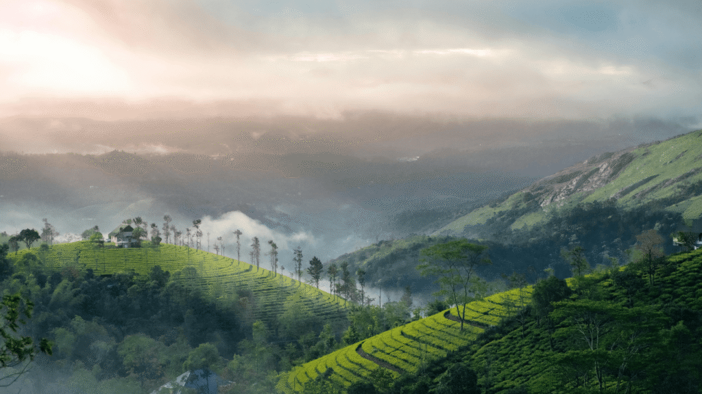 GMB Expert in Kerala Google My Business Optimization & Local SEO Services (2)